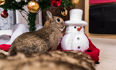 Christmas time Shoot