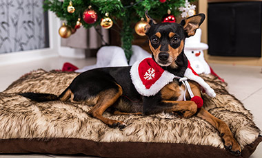 Christmas time Shoot